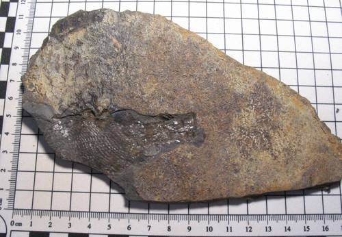 Permian fossil fish slab muse - fossil,