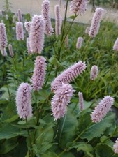40 Persicaria Bistorta Seeds, Pink Flowers.Free UK Postage.