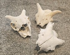  Sheep Skulls taxidermy art