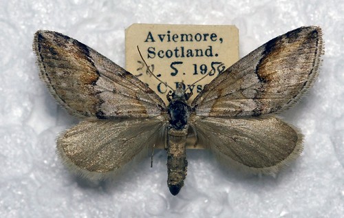 Broom tip chesias - 🦋, –