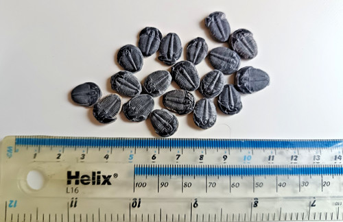 Small sized cambrian elrathia - small,