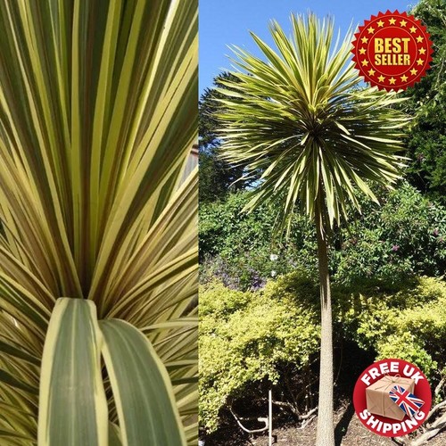 Hardy cordyline australis palm - hardy,
