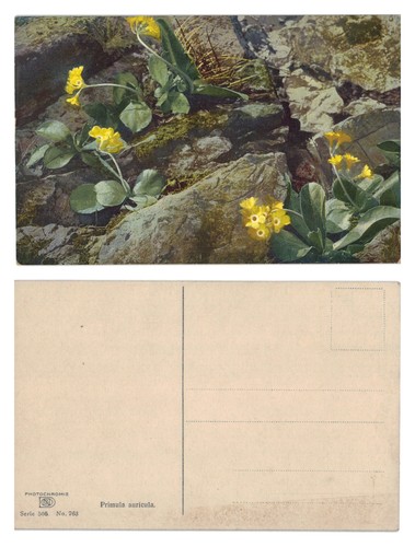 Vintage postcard alpine - vintage,