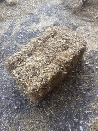 Small bale wheat - small,