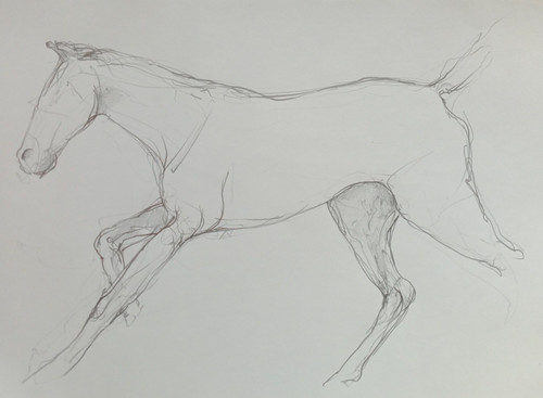 Pencil drawing horse - pencil,