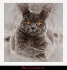 Cat - British Blue Shorthair -