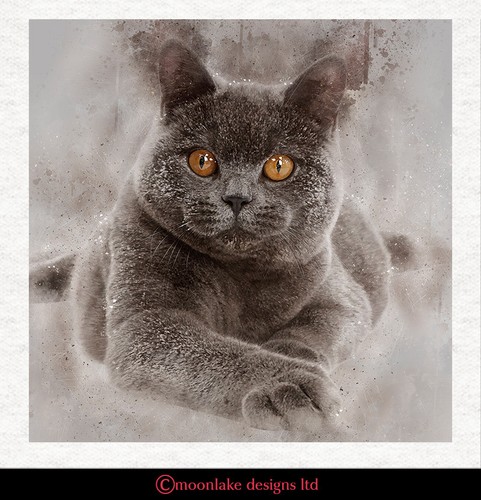 Cat british blue - blue, shorthair