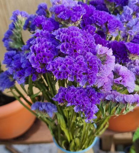 Dried flowers statice purple - dried,