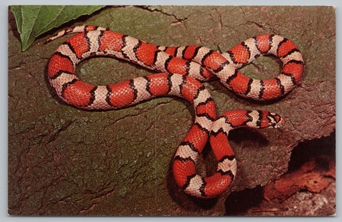 Vibrant red milk snake reptile - milk,