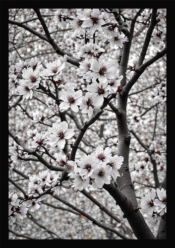 Vibrant cherry blossom framed - vibrant,