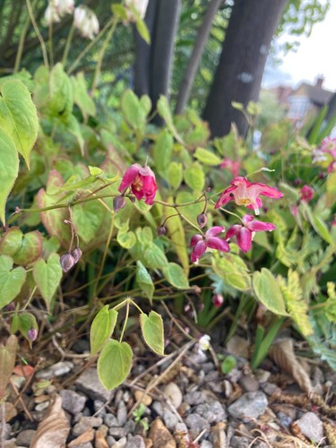 Two epimedium roseum or - two,