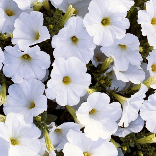 Petunia mini plug - , plants