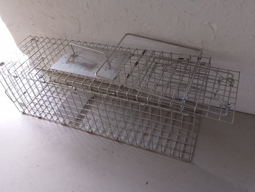 Rodent squirrel trap - squirrel,