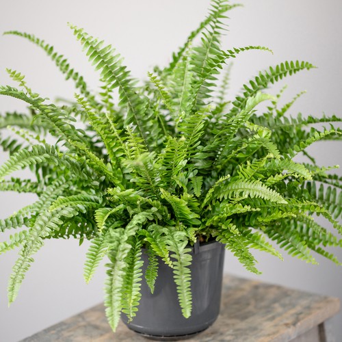 Potted nephrolepis boston - nephrolepis, fern