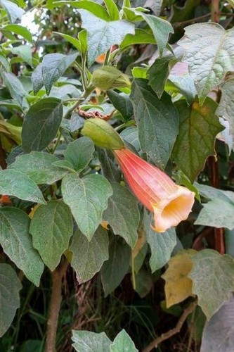 Brugmansia sanguinea
