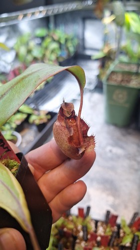 Nepenthes x - (viking, amp
