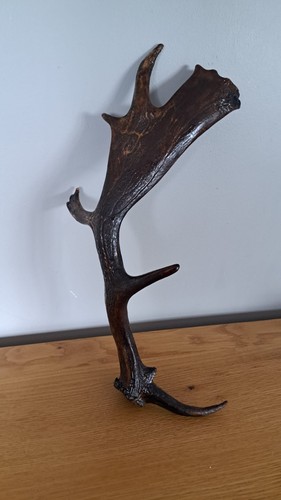 Genuine fallow deer - , 8-point