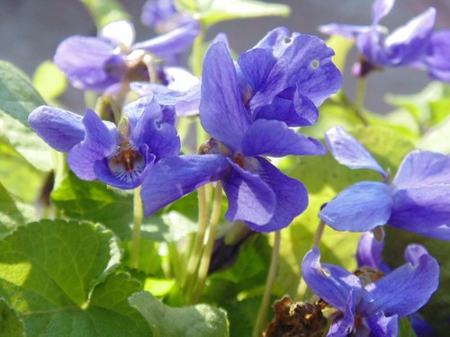 Lilac sweet violet viola - violet,