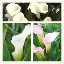 Zantedeschia (Calla Lily)