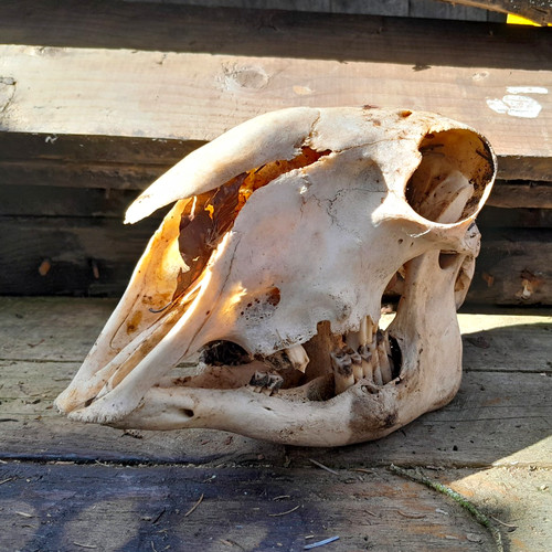 Sheep skull with tooth - with,