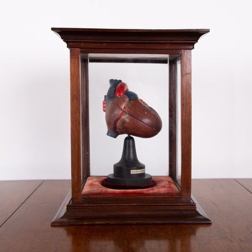 Vintage anatomical heart - vintage,