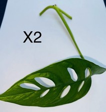 X2 Monstera adansonii Node
