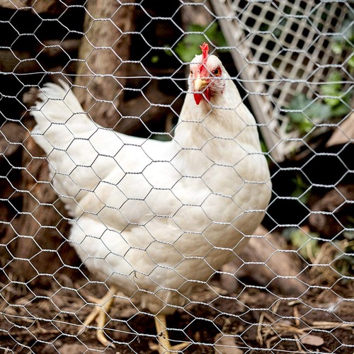 25m long galvanised chicken - long,