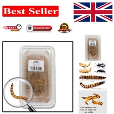 40g Tub of Live Morio Worms -
