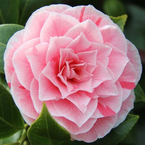 Camellia japonica bonomiana - japonica,