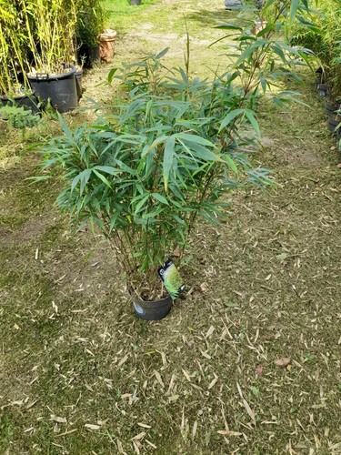 Robusta formidable bamboo - formidable,