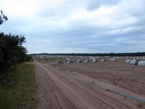 Photo pig arks near - a1, sutton