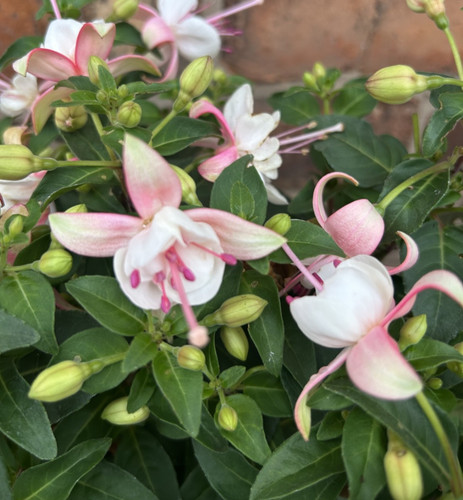 Masses flowers bush fuchsia - masses,