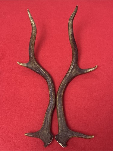 Pair red deer antlers - pair,