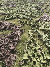 NEW Genuine British Army