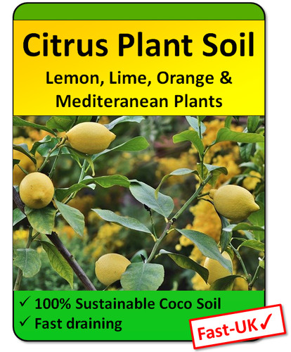 Citrus tree potting soil - potting,