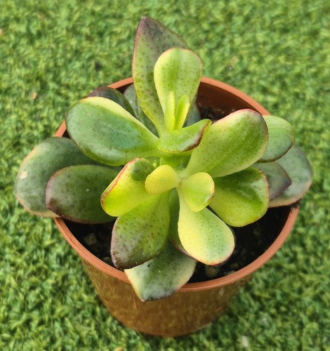 Crassula ovata carnival - crassula, 'carnival