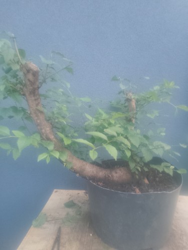 Elm bonsai tree yamadori - tree, raw