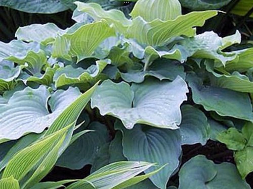 Hosta sky dancer - sky, (