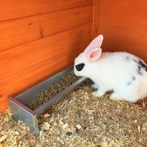 Rabbit feeder - rabbit, hutch