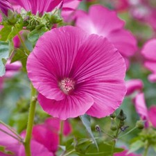 Lavatera 'Ruby Red' in 9cm Pot - Deep Pink Blousy Flowers - Compact Tree Mallow