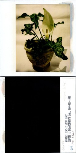 Close potted white - close, up