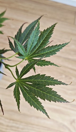 Acer palmatum kinran - palmatum, japanese