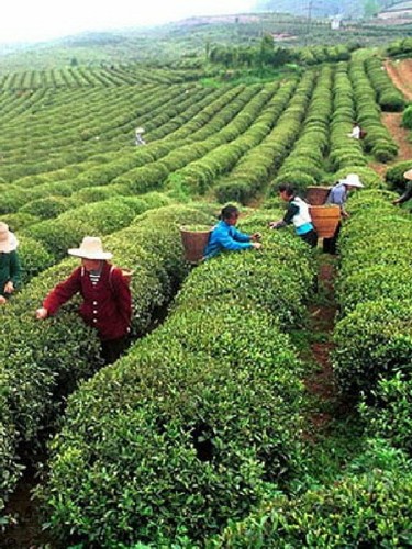 Camellia sinensis tea - camellia,