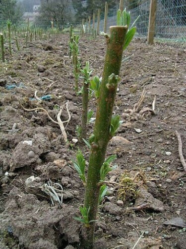 Super fast growing - , hybrid