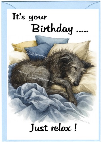 Deerhound lurcher dog - deerhound,