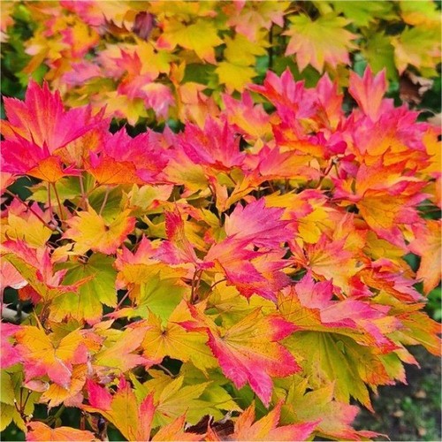 Acer shirasawanum moonrise - shirasawanum,