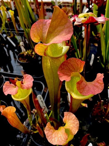 Sarracenia mitchelliana white - sarracenia,