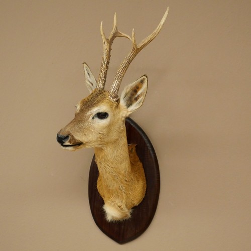 Siberian roe deer head - siberian,
