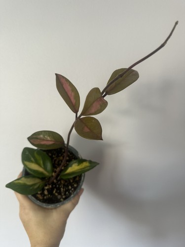 Hoya carnosa krimson - hoya,