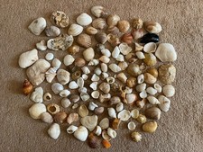 550g Mixed Sea Shells and